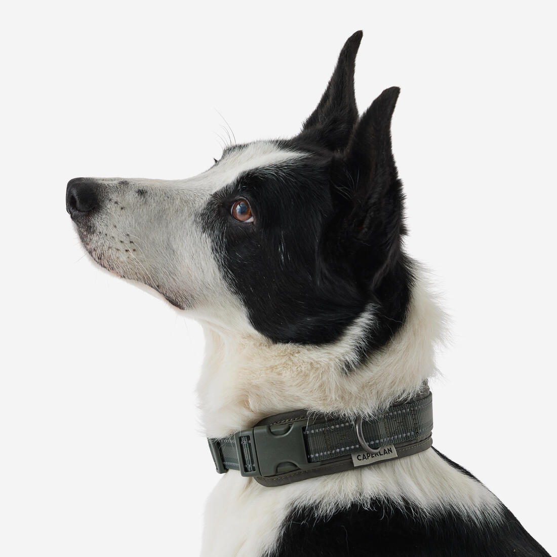 COLLIER CHIEN OUTDOOR 500