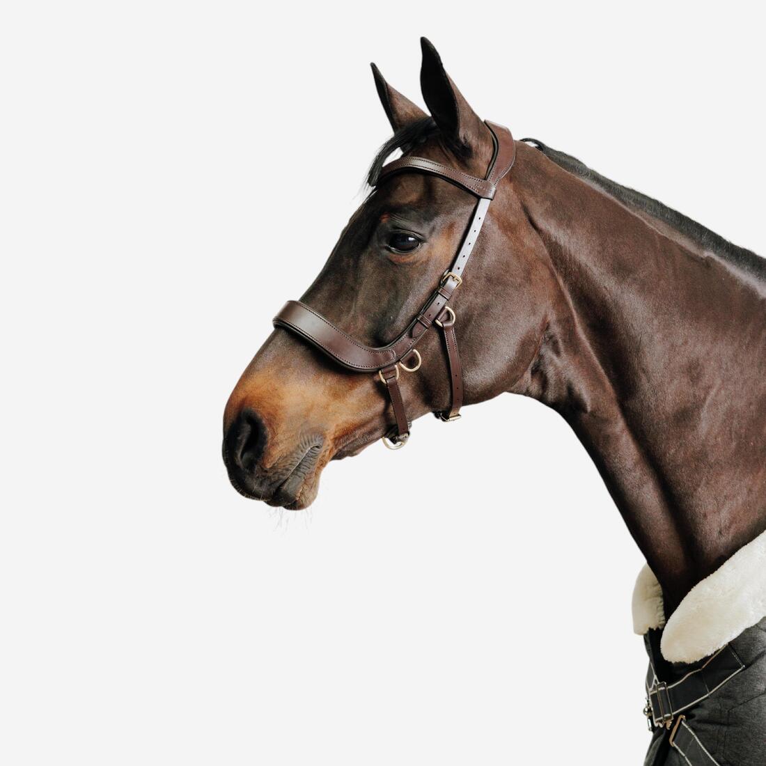 Filet sans mors équitation cheval et poney