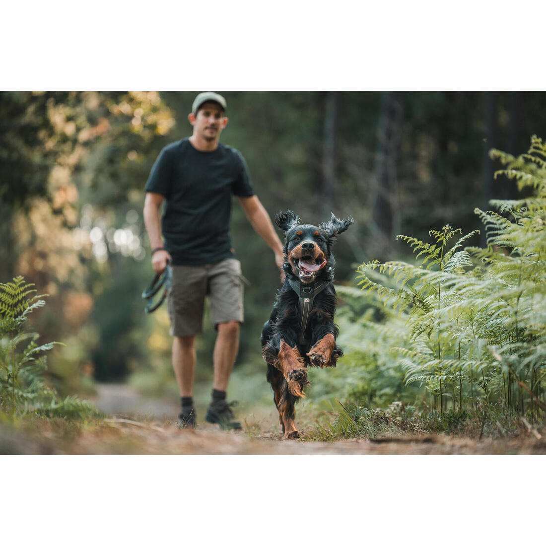 Harnais chien outdoor 500