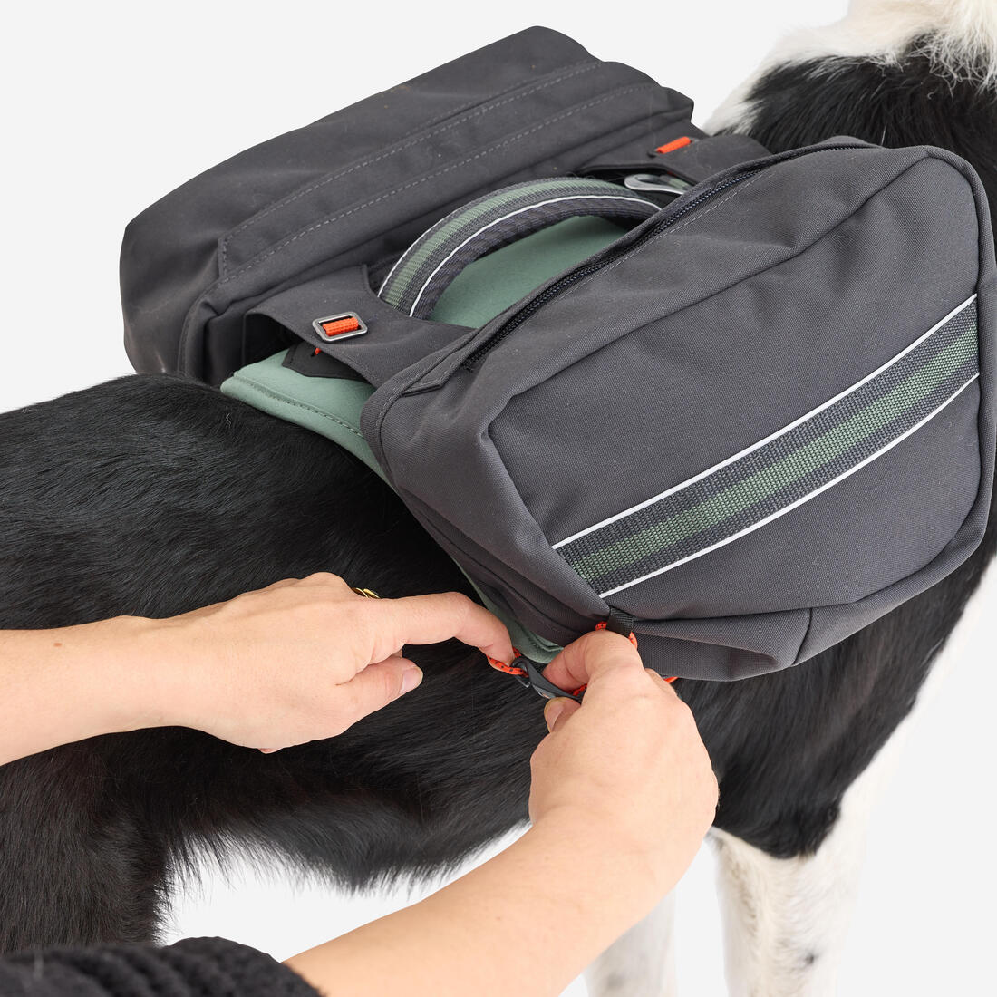 Harnais de randonnée avec sac à dos pour chien