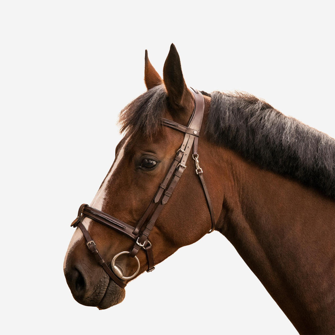 Filet équitation cuir muserolle française glossy Cheval et Poney - 580