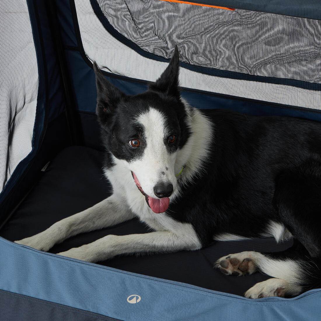 Caisse de transport pliable pour 1 chien, bleue