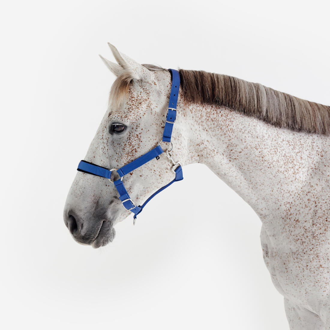 Licol équitation nubuck cheval