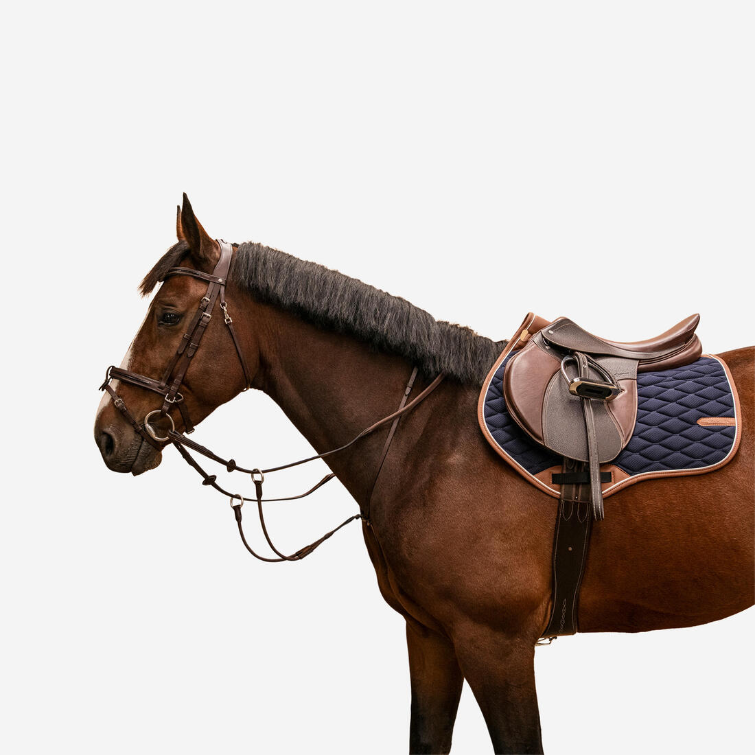 Martingale pour chevaux : comment la mettre ? - HorseLab