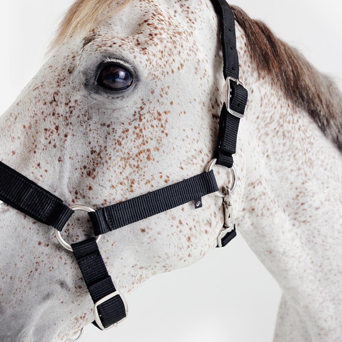 Licol équitation nubuck cheval