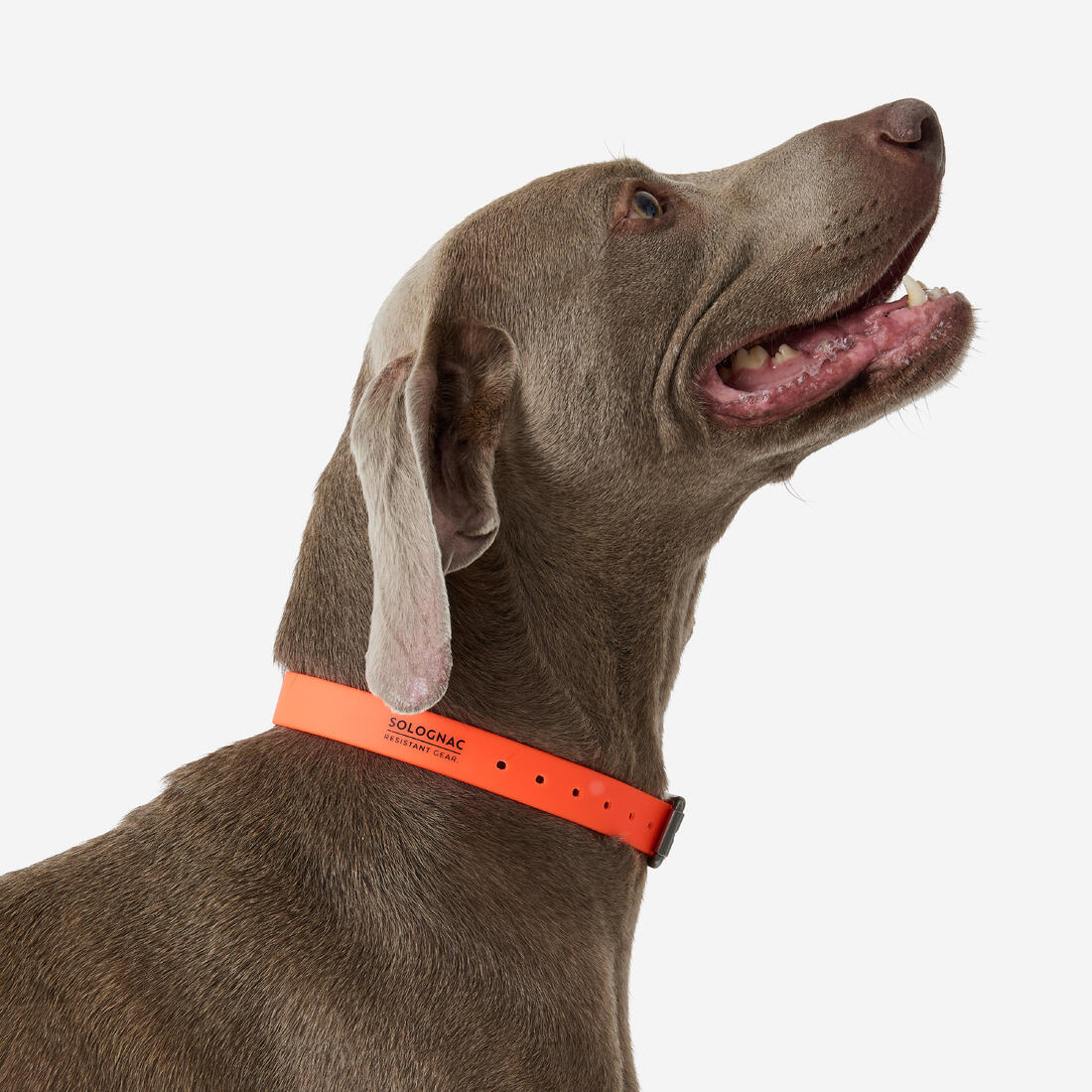 Collier pour chien 500