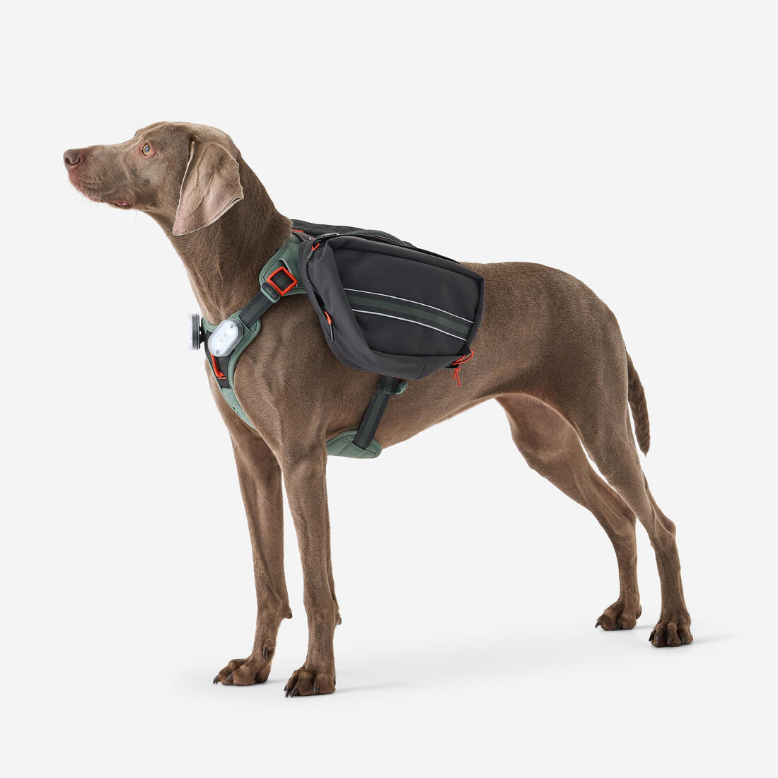 Harnais de randonnée avec sac à dos pour chien