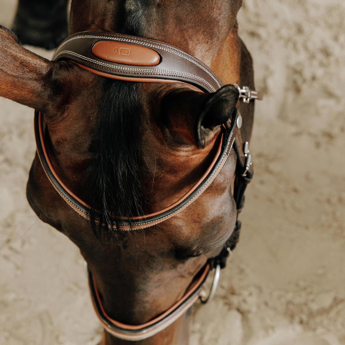 Filet équitation cuir muserolle française surpiqué cheval et poney - 580