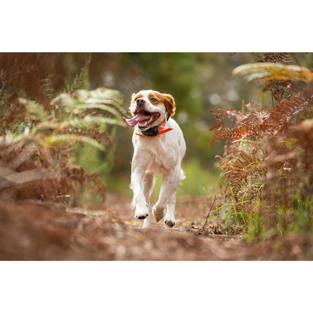 PACK COLLIER + TÉLÉCOMMANDE DE DRESSAGE POUR CHIEN NUM'AXES CANICOM 1500