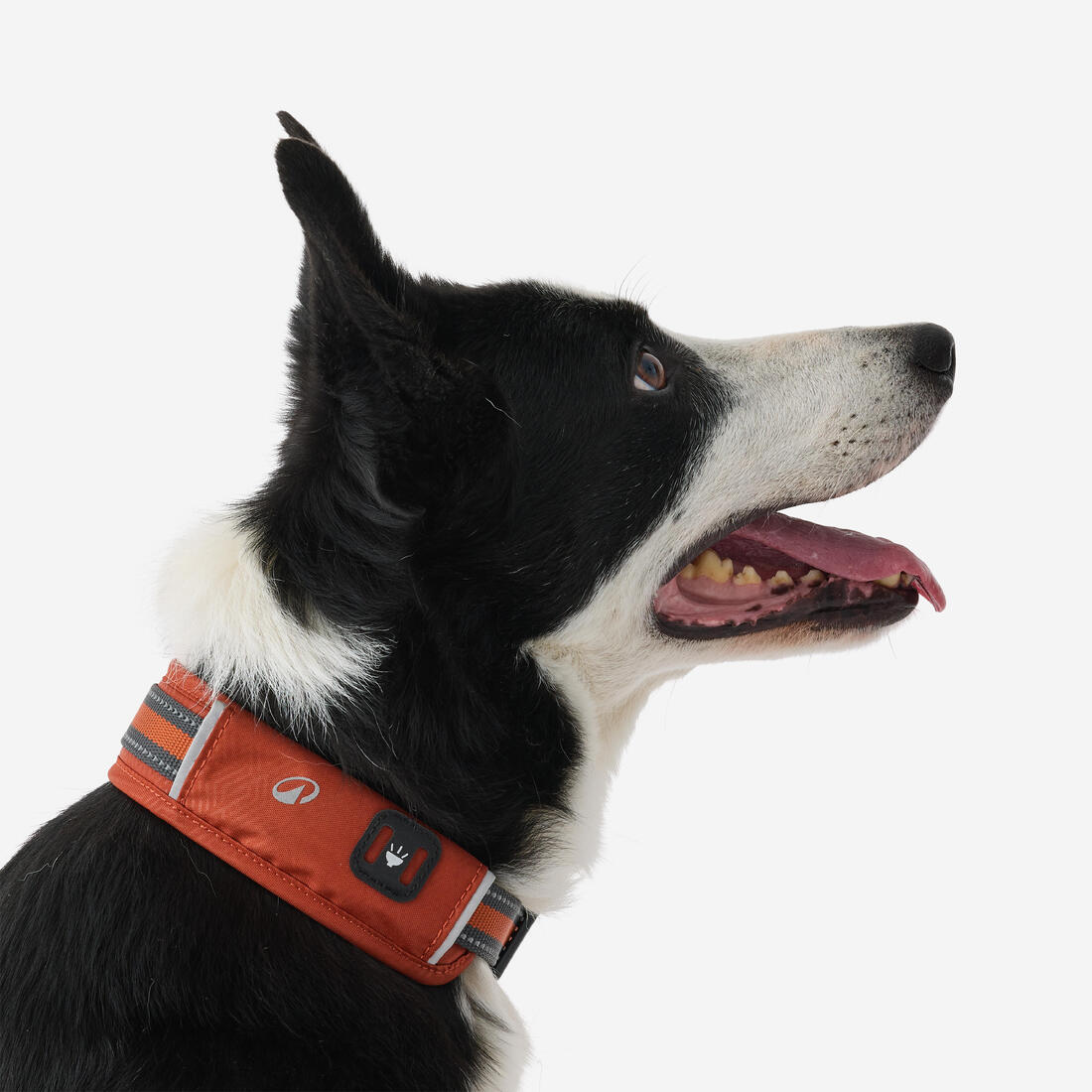 COLLIER CHIEN OUTDOOR 500