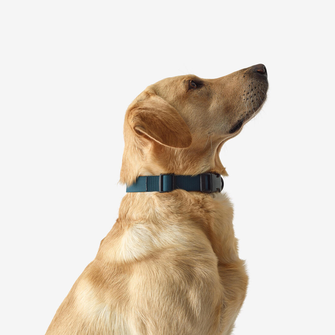 Collier chien 100