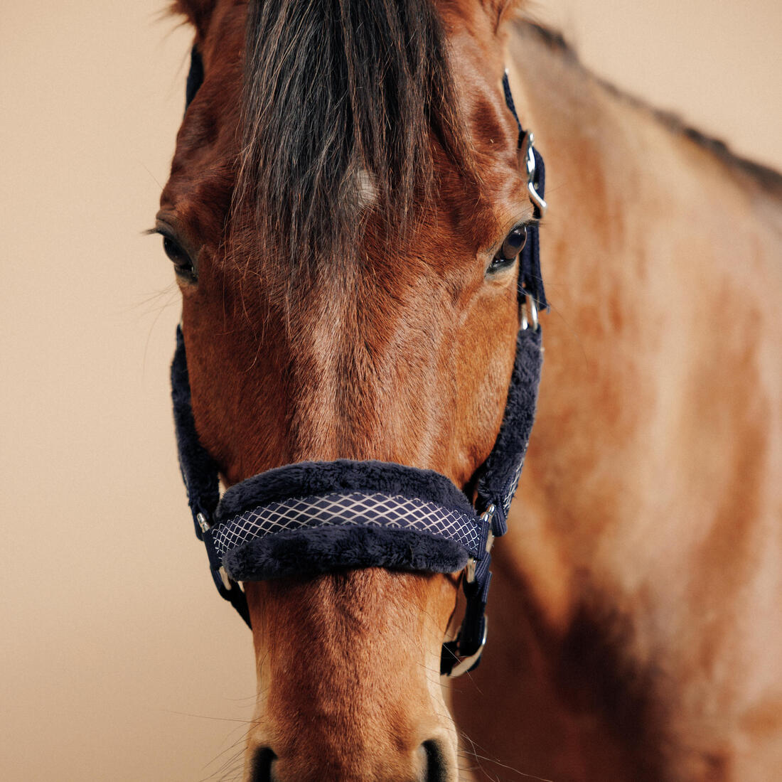 Licol équitation Poney - Confort Bleu noir / Rose cardinal