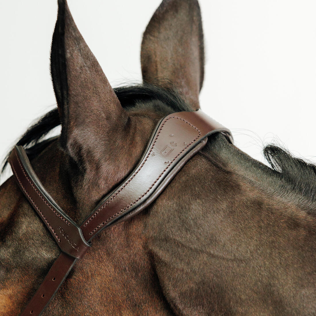 Filet sans mors équitation cheval et poney