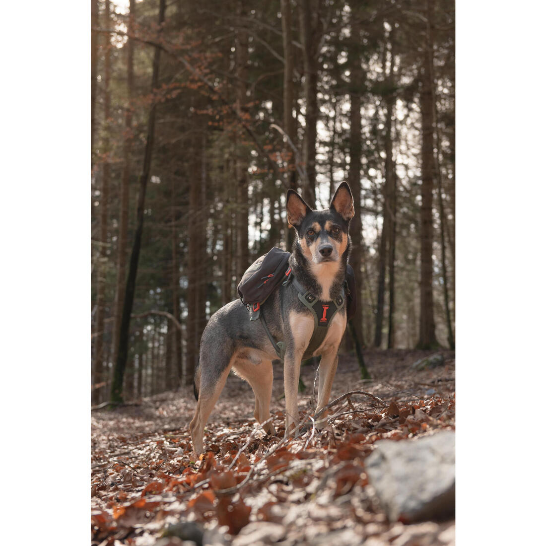 Harnais de randonnée avec sac à dos pour chien