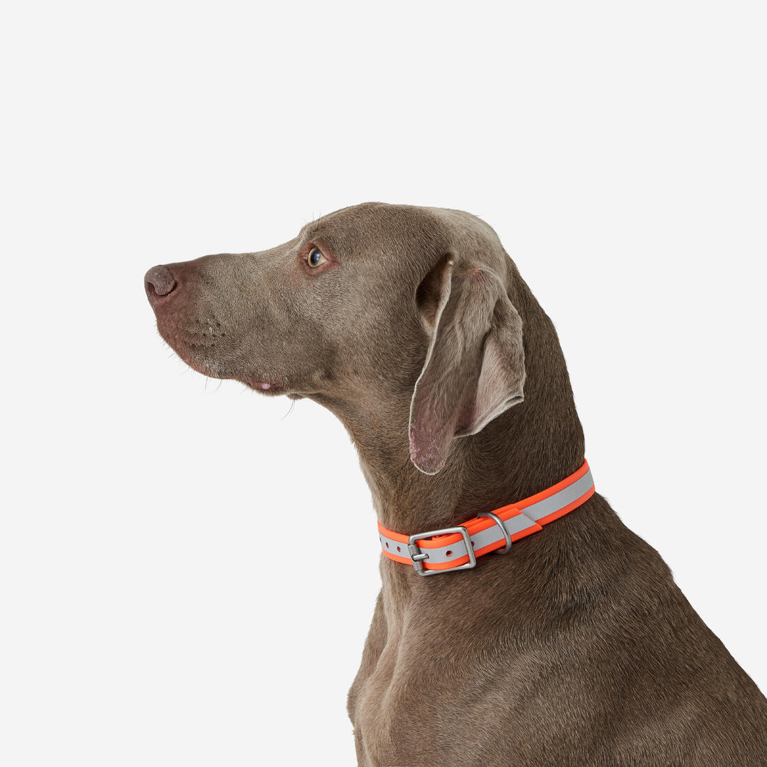 Collier réfléchissant pour chien 500 jaune fluo