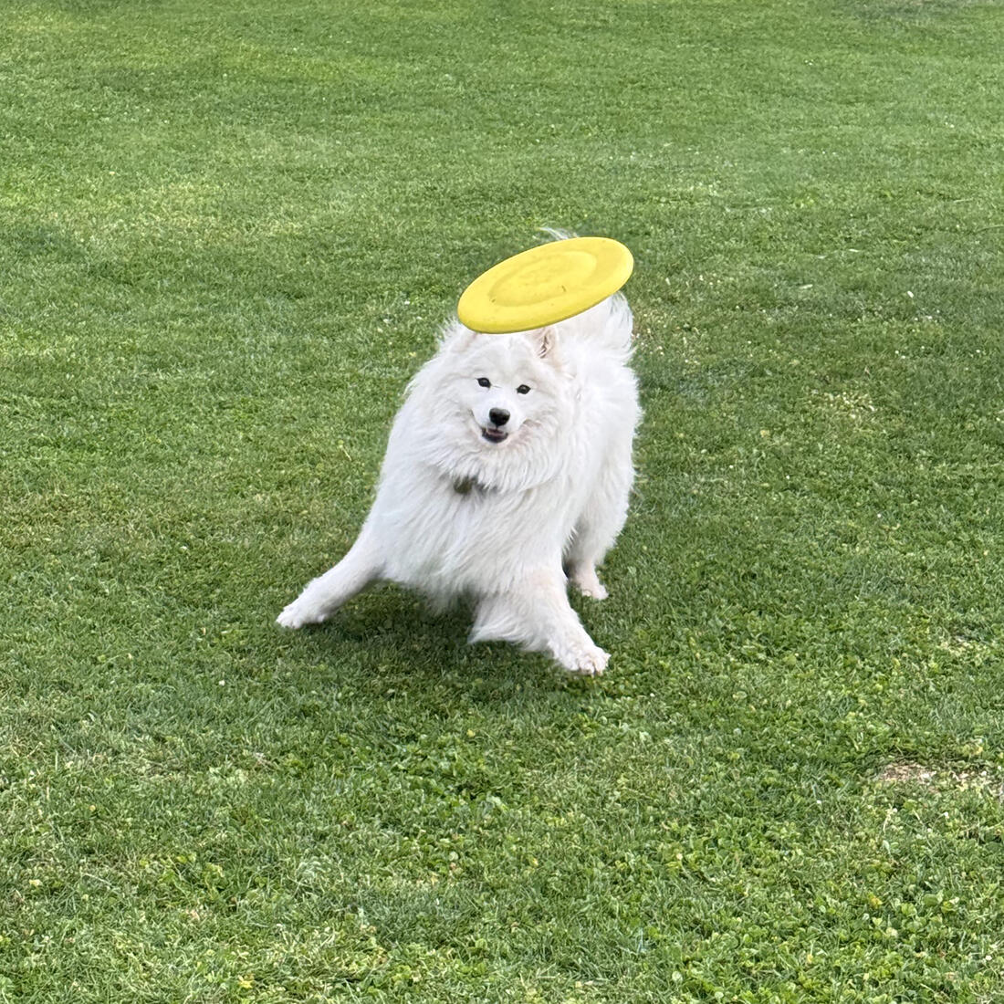 Frisbee pour chien jaune