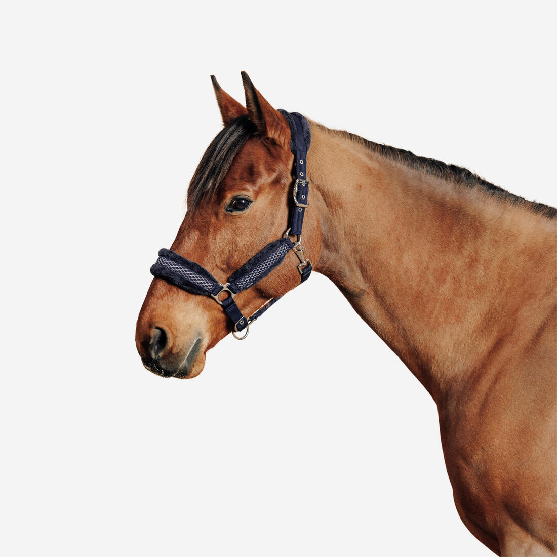 Licol équitation Poney - Confort Bleu noir / Rose cardinal