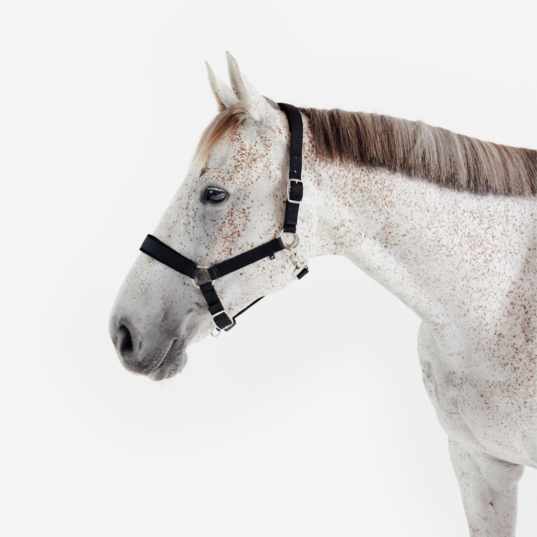 Licol équitation nubuck cheval