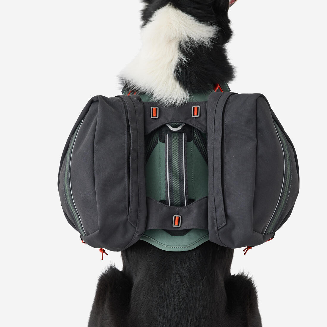 Harnais de randonnée avec sac à dos pour chien