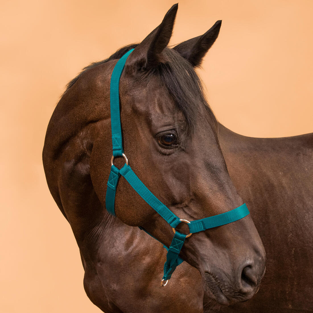 Licol équitation Cheval et poney - Schooling