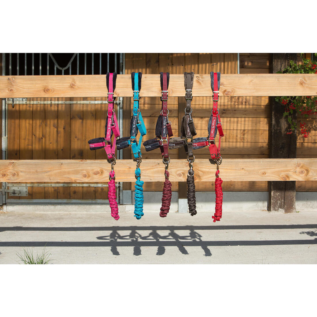 Pack licol + longe équitation cheval et poney WINNER