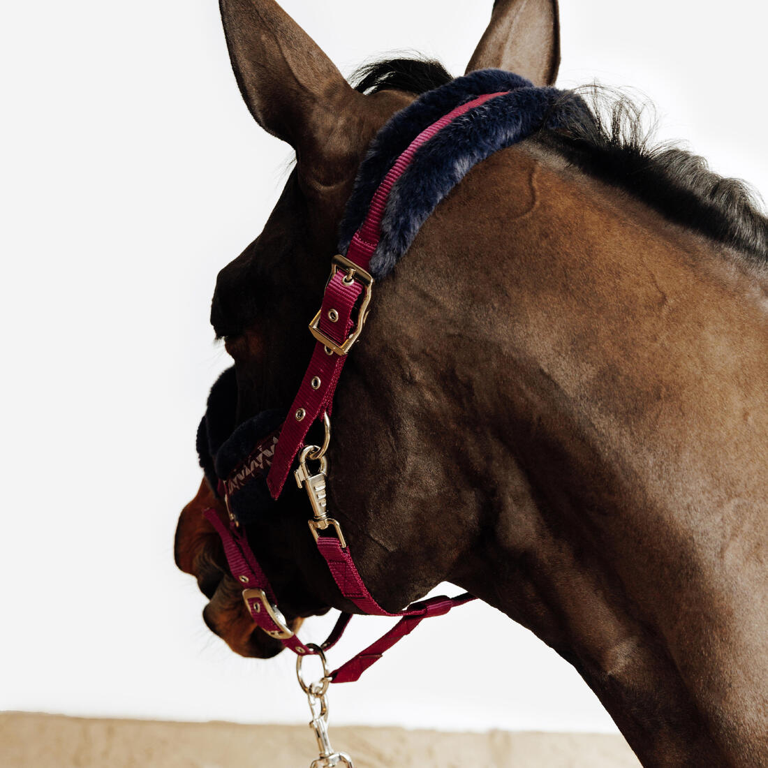Kit licol et longe équitation Cheval et Poney - Confort rose et