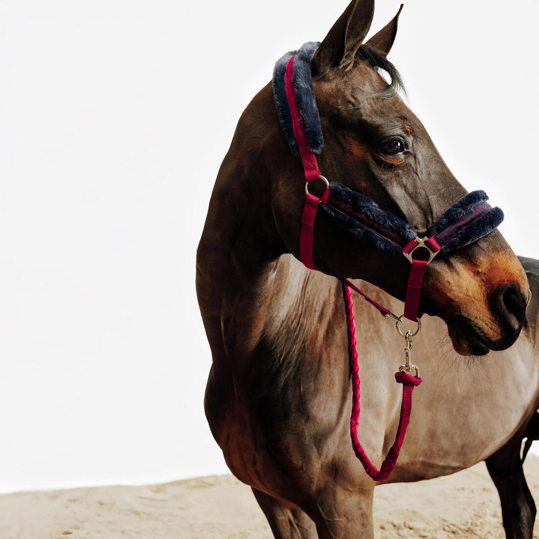 Kit licol et longe équitation Cheval et Poney - Confort rose et