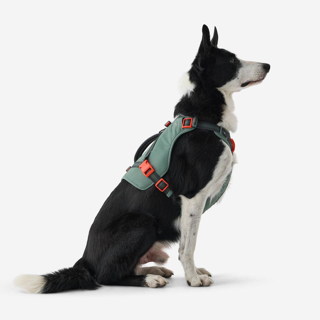 Harnais de randonnée avec sac à dos pour chien