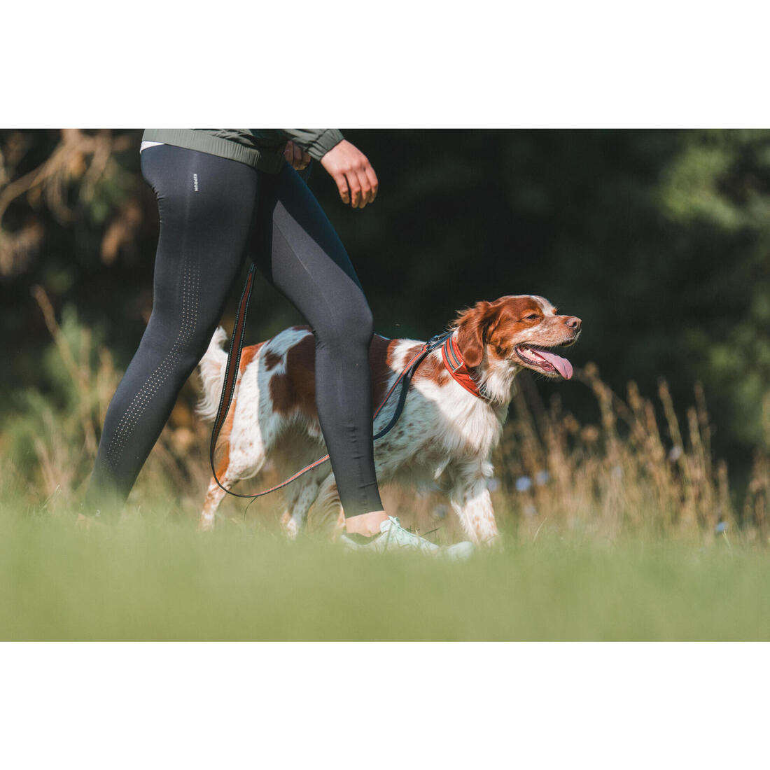 COLLIER CHIEN OUTDOOR 500