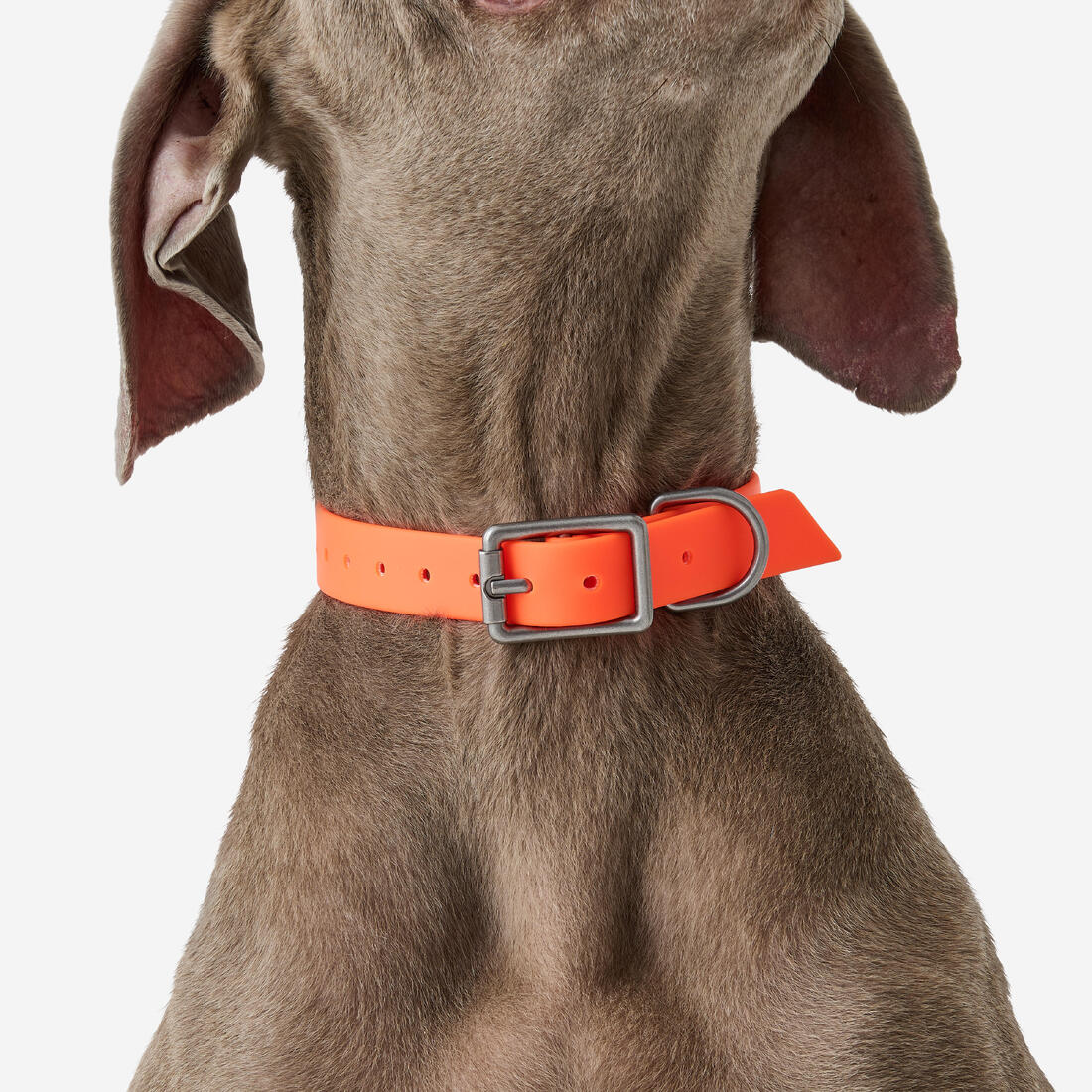 Collier pour chien 500