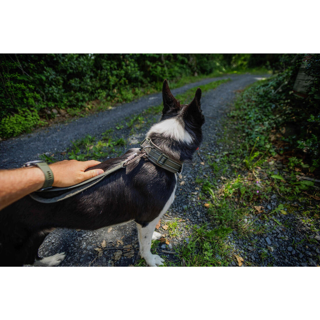 COLLIER CHIEN OUTDOOR 500