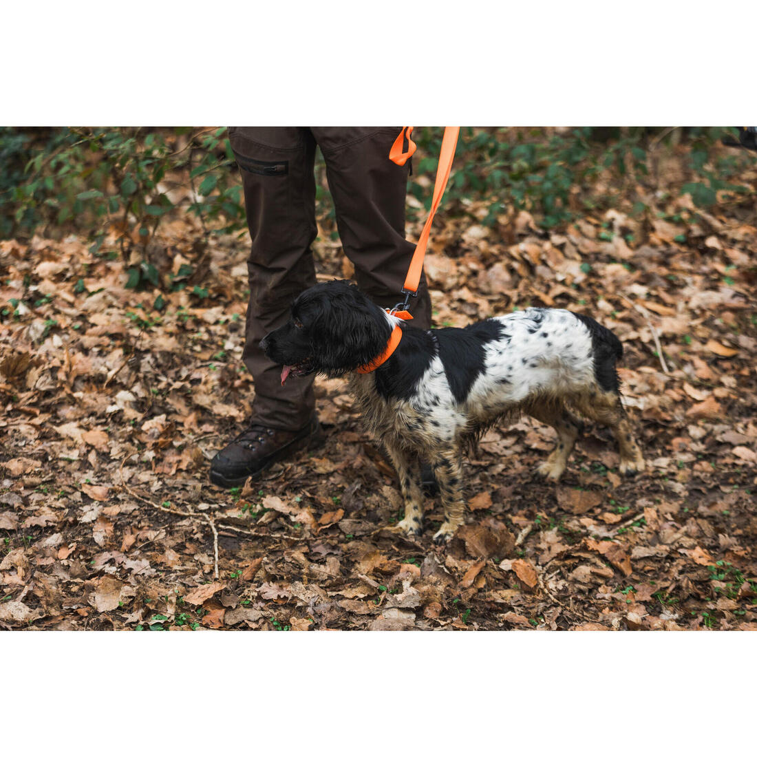 Collier chien Orange 900