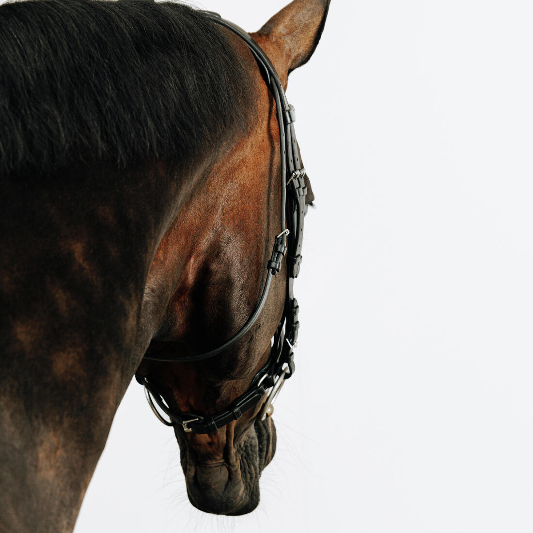 Filet équitation cuir muserolle française strass cheval et poney - 580