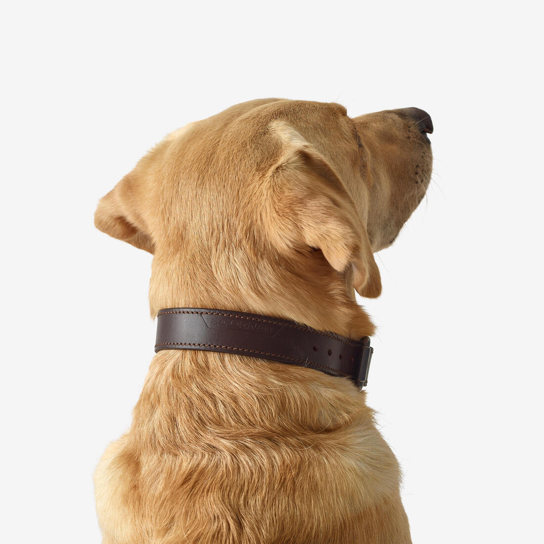 Laisse chien  cuir 900