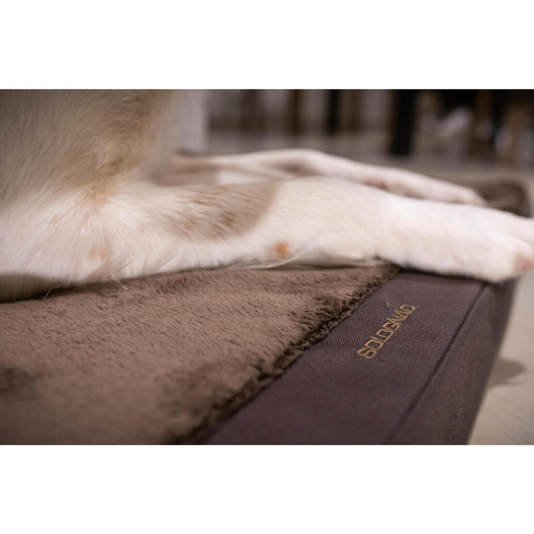 Tapis Chien épaisseur 6cm  marron 900