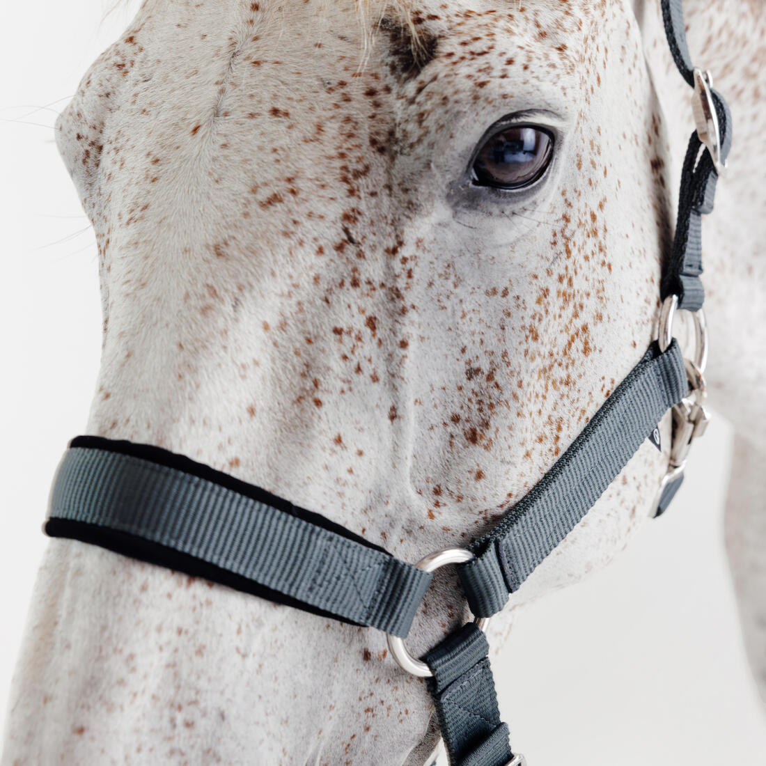 Kit licol et longe cheval en nubuck
