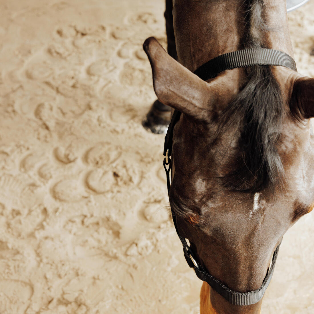 Licol équitation cheval et poney  SCHOOLING