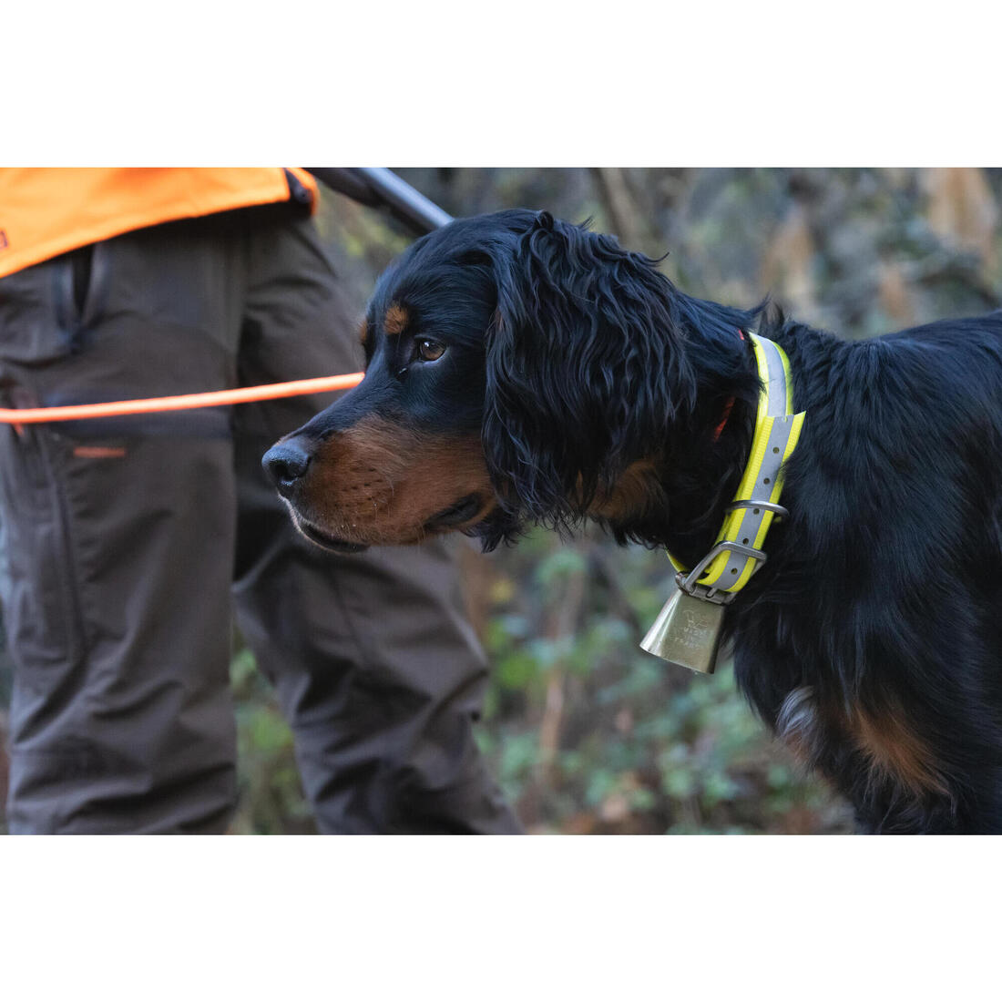 Collier chien Réfléchissant Orange 520