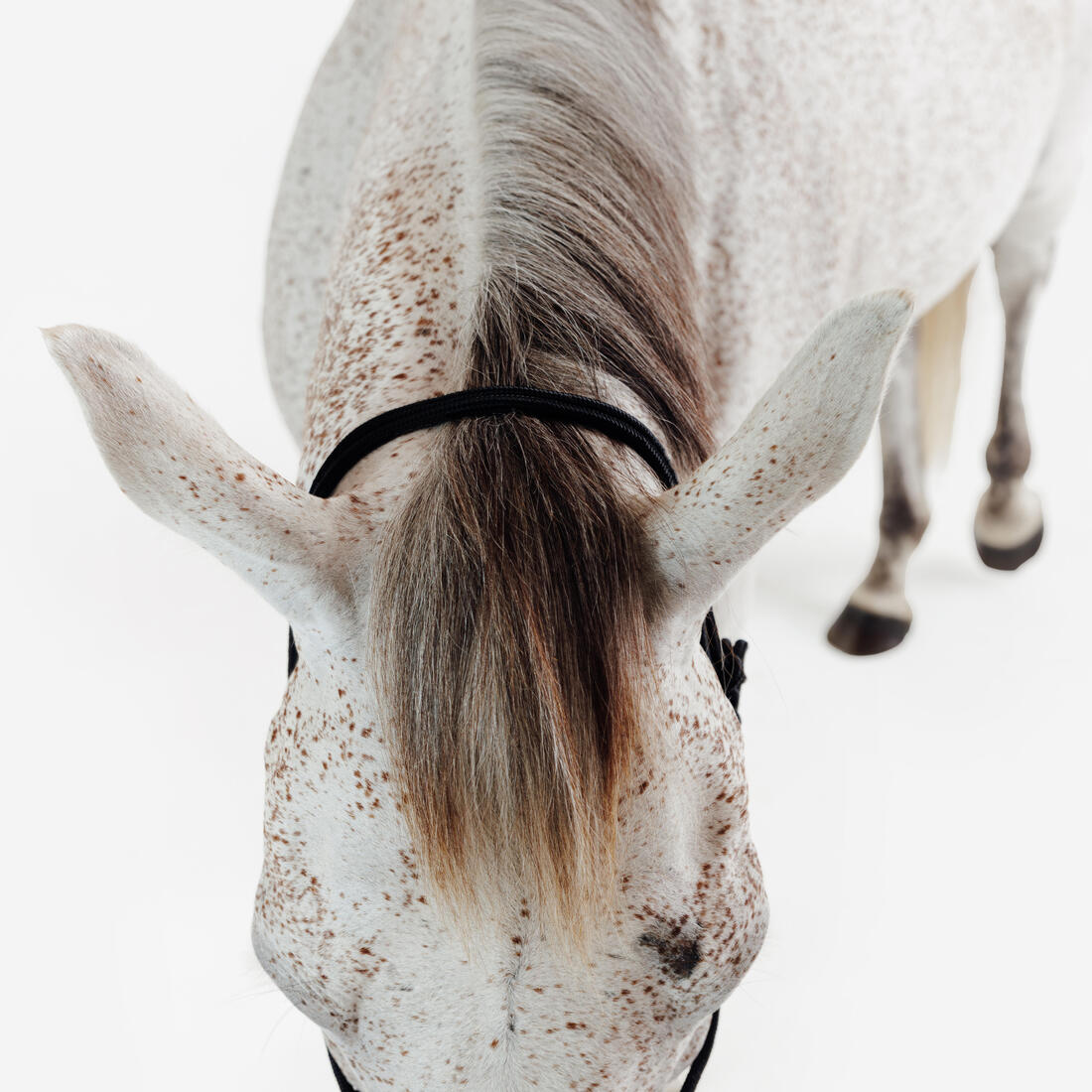 Licol équitation éthologique cheval et poney - noir