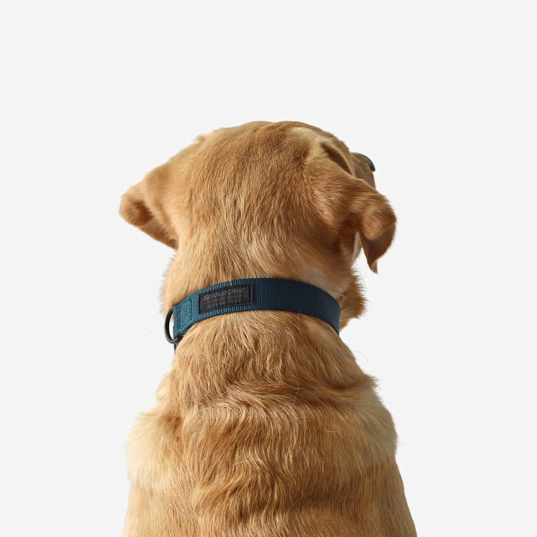 Collier chien 100