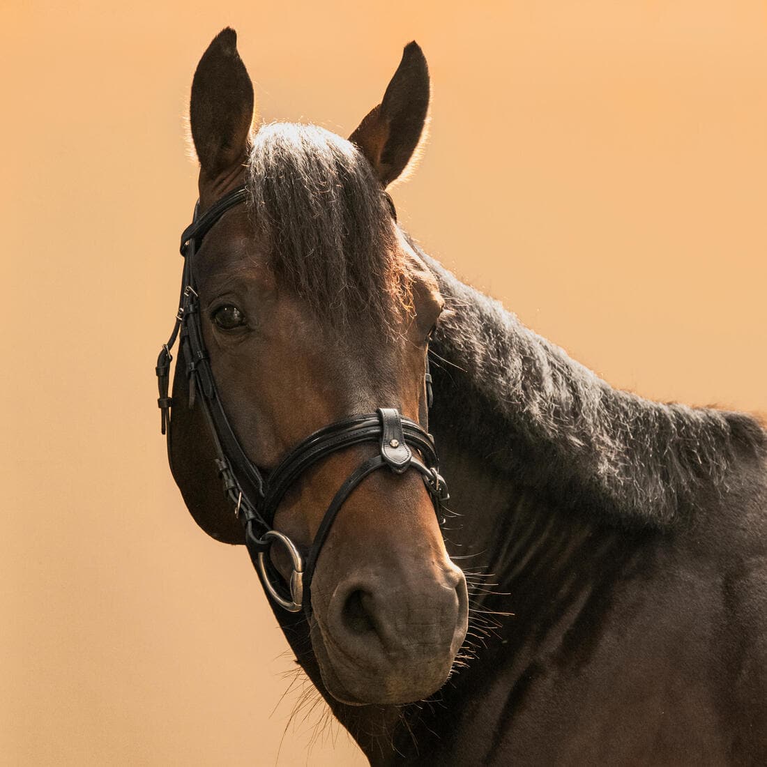 Filet équitation cuir muserolle française glossy Cheval et Poney - 580