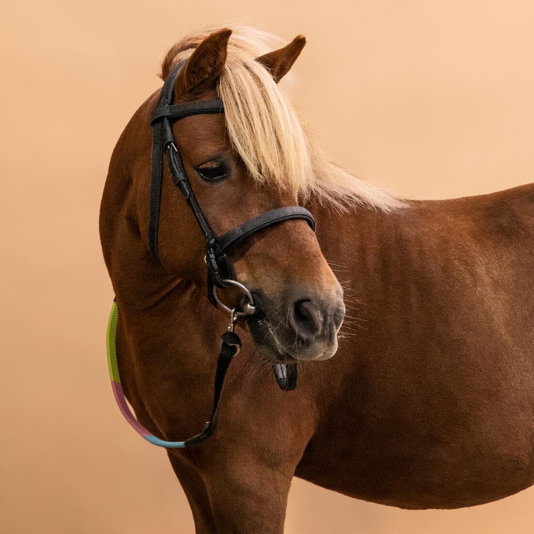 Filet et rênes équitation synthétique initiation Poney - 100 noir