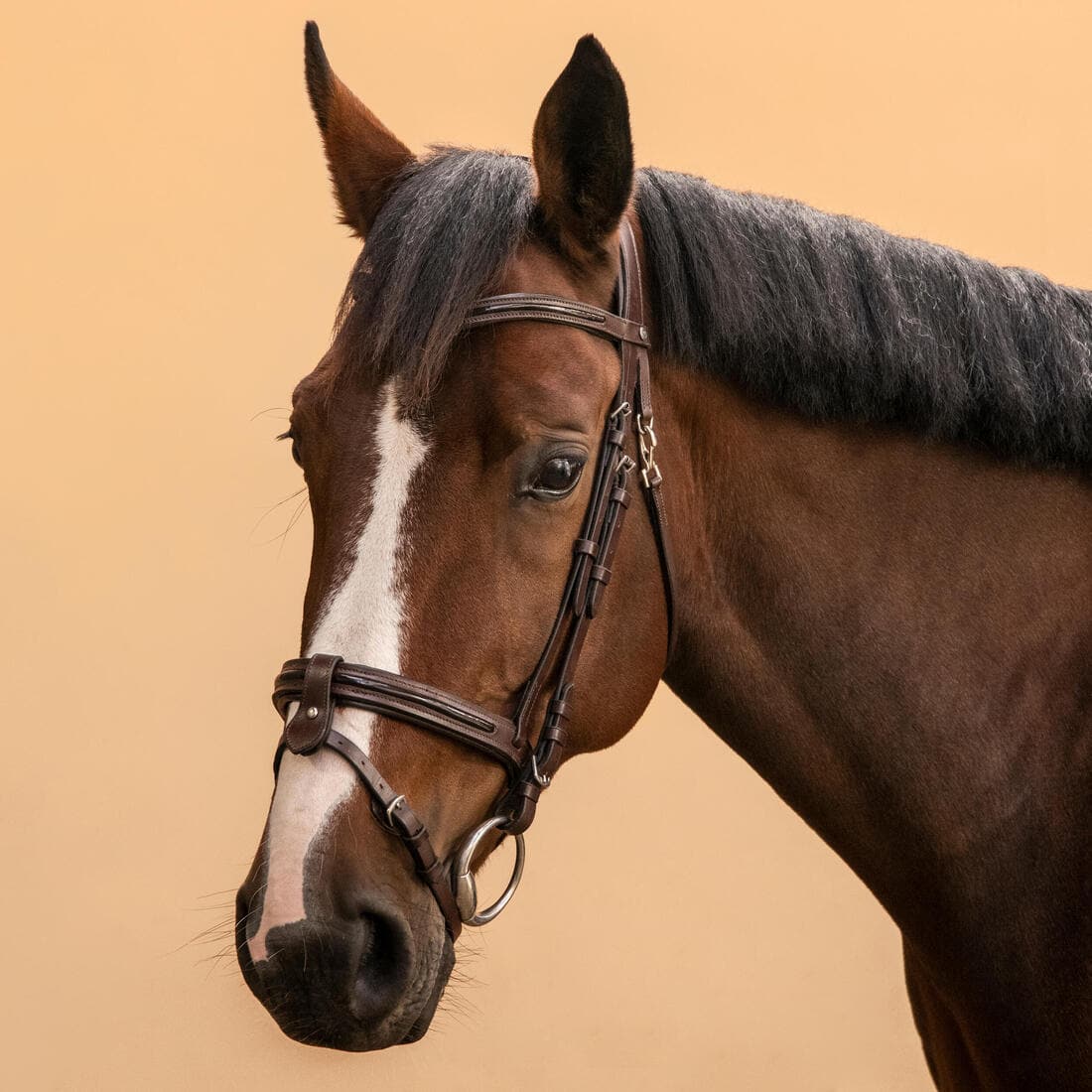 Filet équitation cuir muserolle française glossy Cheval et Poney - 580