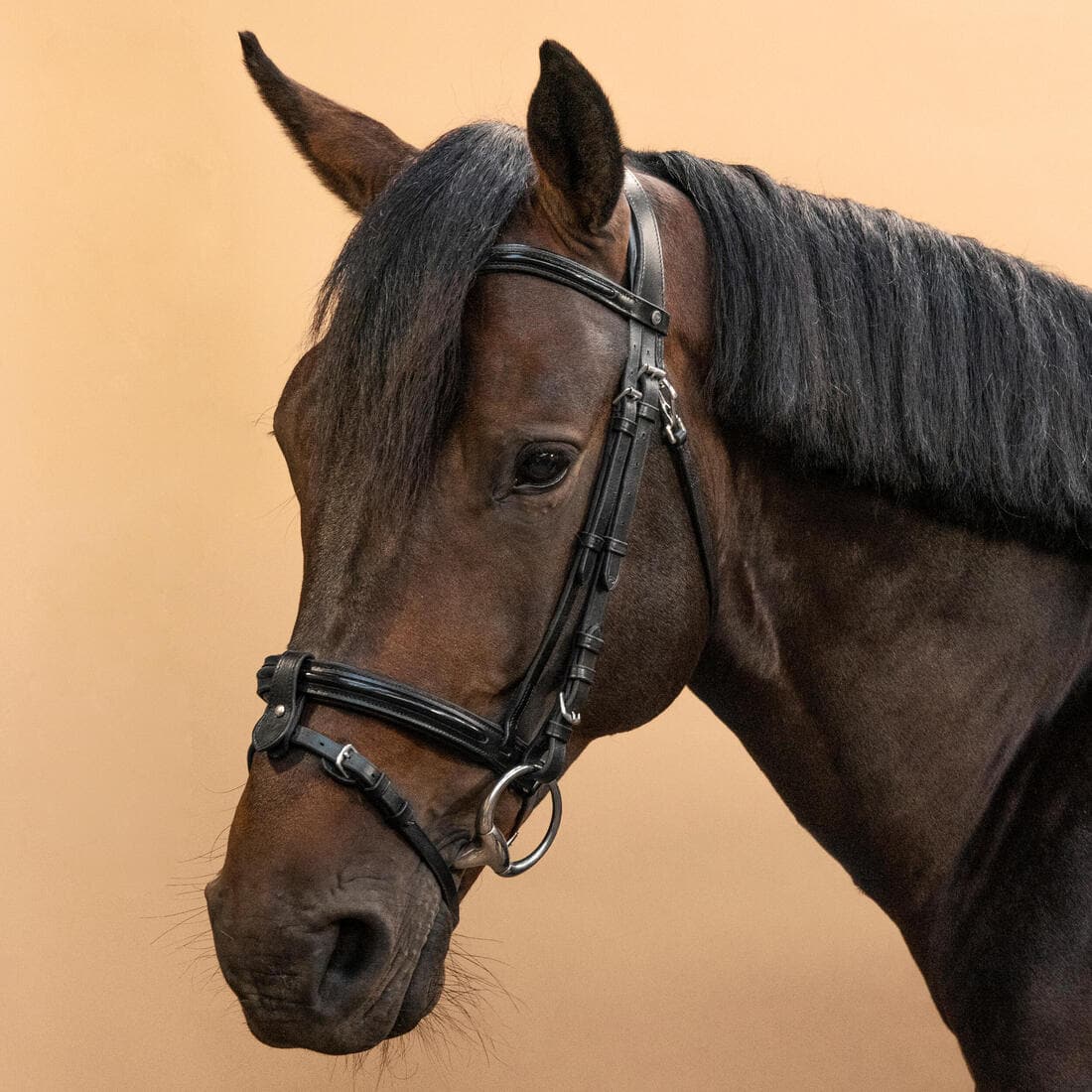 Filet équitation cuir muserolle française glossy Cheval et Poney - 580