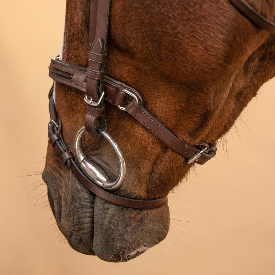 Filet équitation cuir muserolle française glossy Cheval et Poney - 580