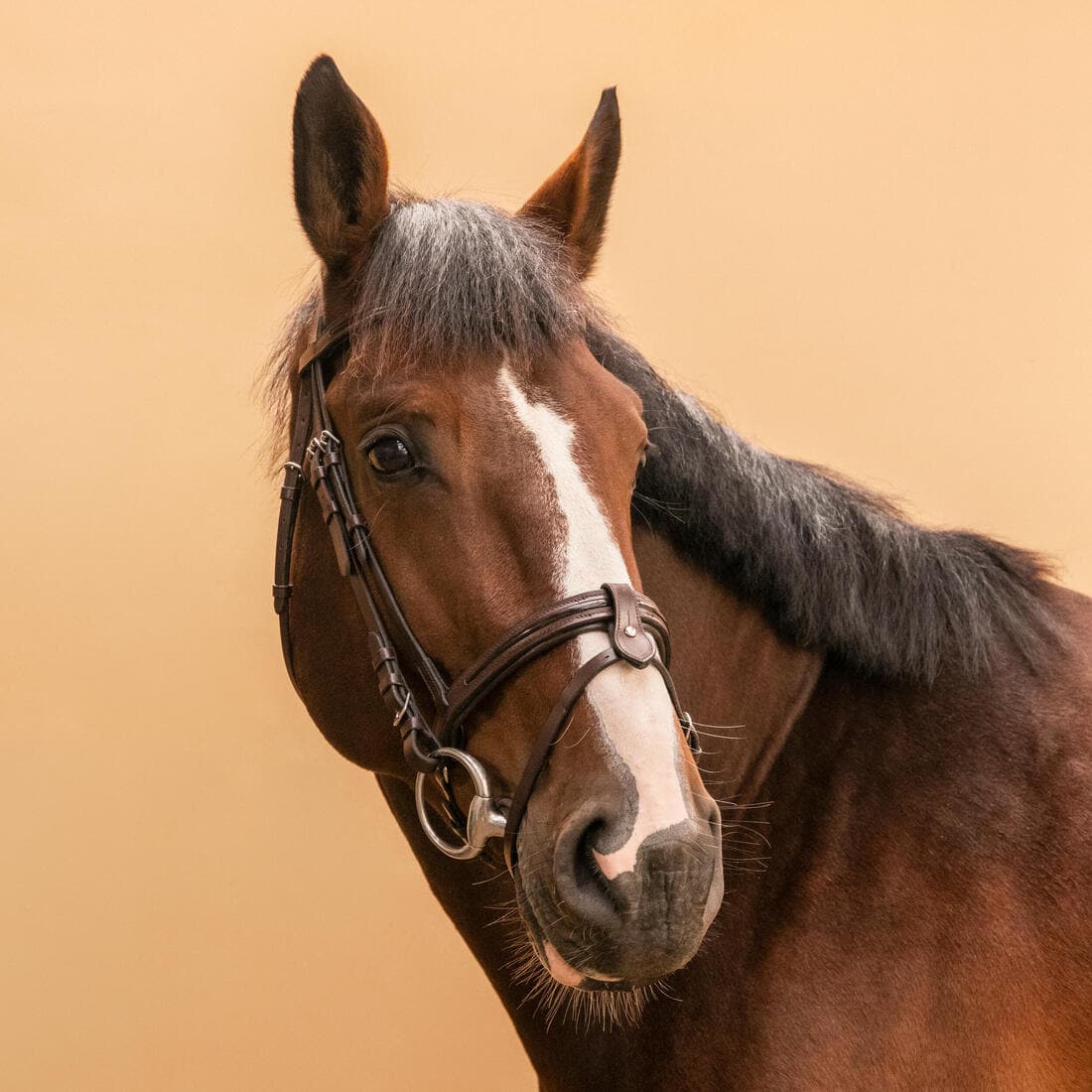 Filet équitation cuir muserolle française glossy Cheval et Poney - 580