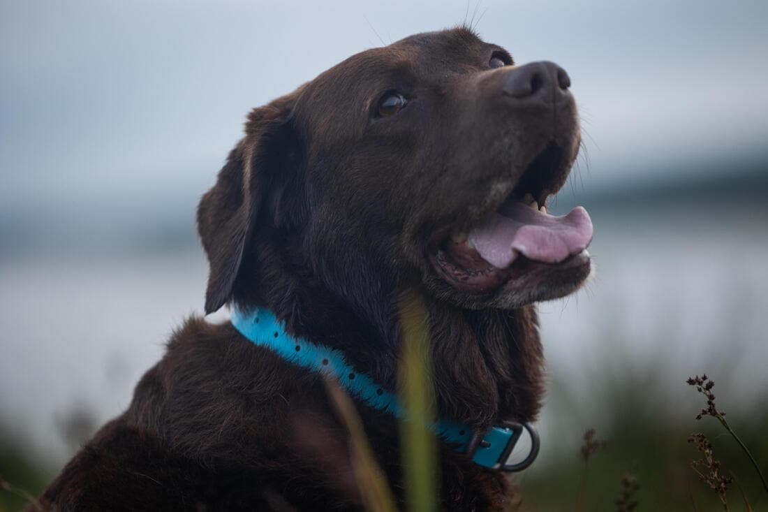 Collier chien Jaune fluo 500