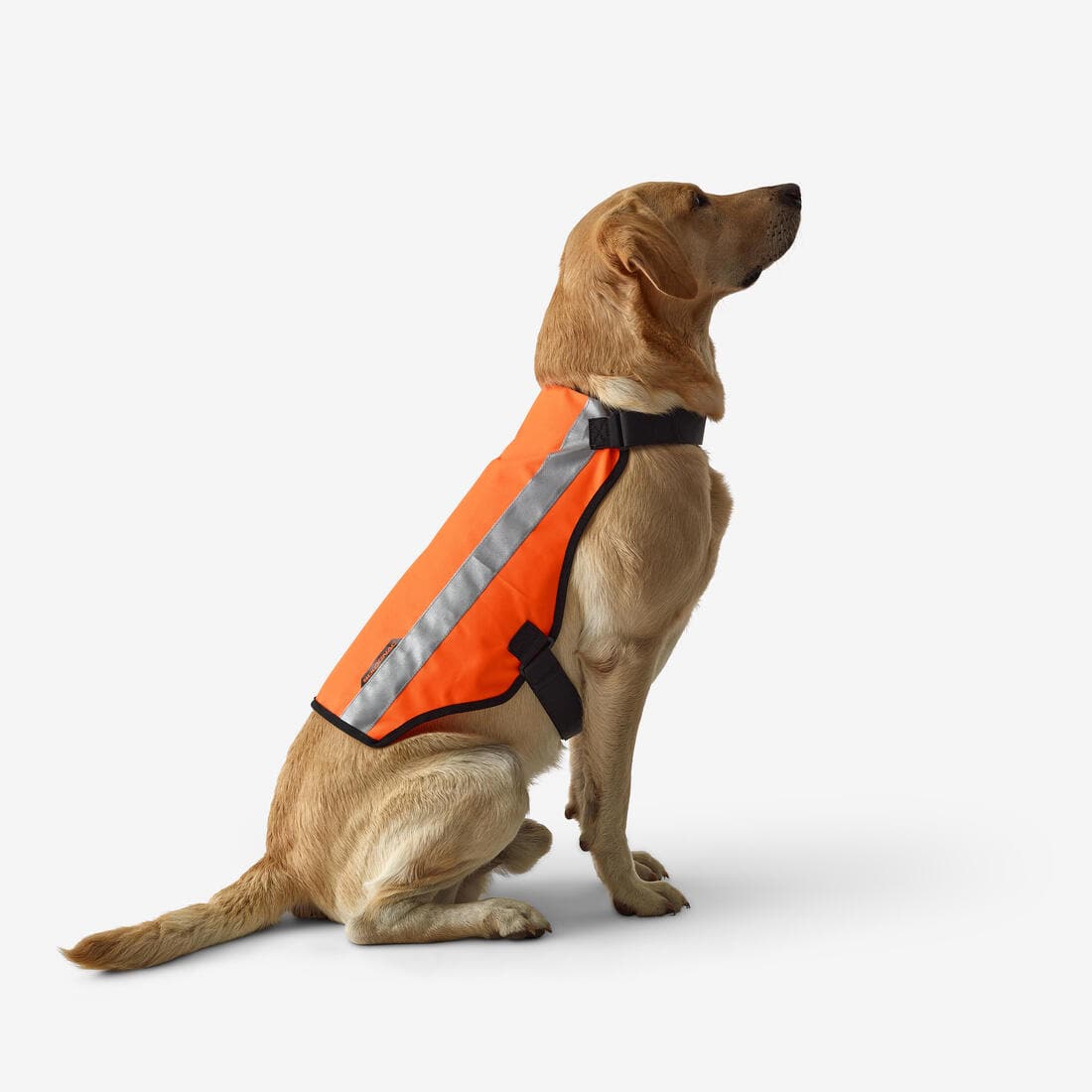 GILET CHIEN CHASSE 100