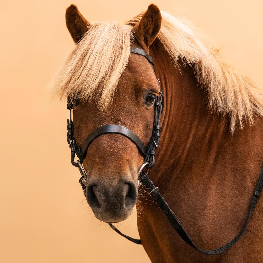 Filet et rênes équitation cuir muserolle française Cheval et Poney - 100 noir